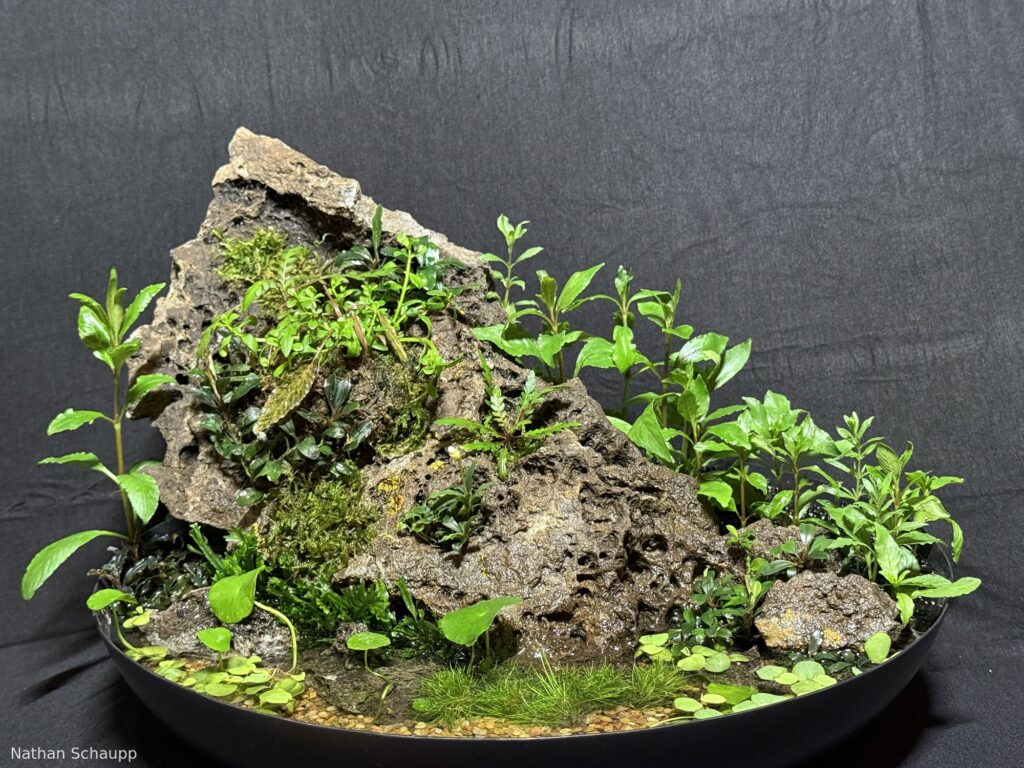 Wok on the Wild Side - Aqua Plants Hub