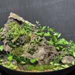 Wok on the Wild Side - Aqua Plants Hub