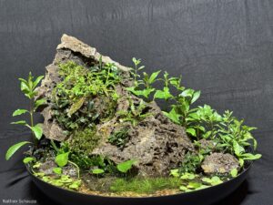 Wok on the Wild Side - Aqua Plants Hub