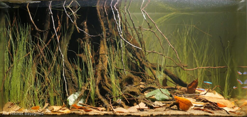 Zalala Swamp Reservoir Near Barcelos, Rio Negro Basin, Brazil. - Aqua Plants Hub