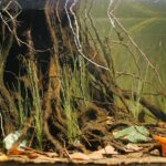 Zalala Swamp Reservoir Near Barcelos, Rio Negro Basin, Brazil. - Aqua Plants Hub