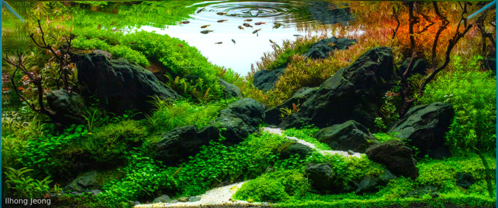 autumn walk - Aqua Plants Hub