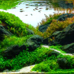 autumn walk - Aqua Plants Hub