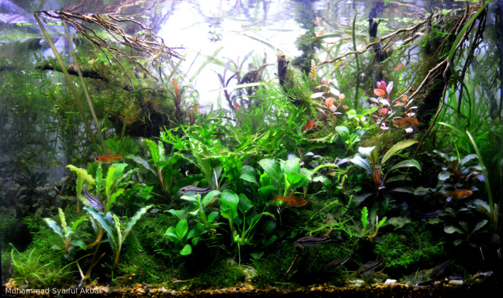 chaotic - chaotic (AGA 2025 #1301) - Aqua Plants Hub