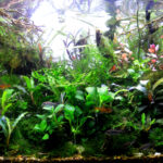 chaotic - chaotic (AGA 2025 #1301) - Aqua Plants Hub