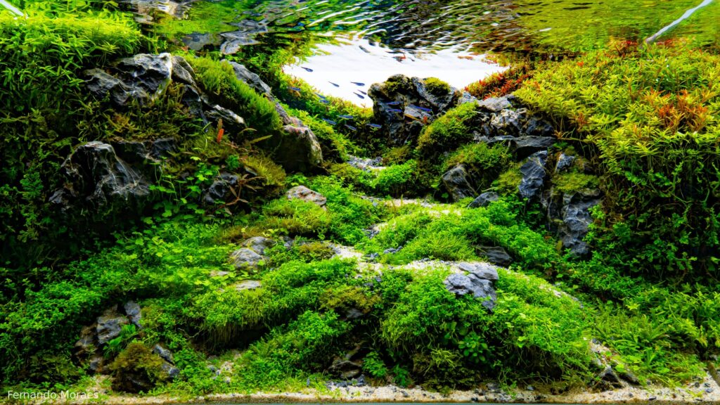 enchanted valley - Aqua Plants Hub
