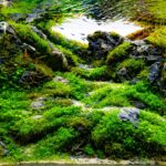 enchanted valley - Aqua Plants Hub