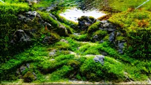 enchanted valley - Aqua Plants Hub