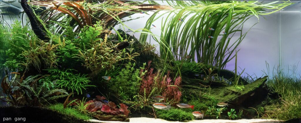 flowing - Aqua Plants Hub