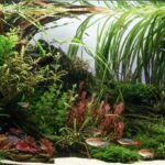 flowing - Aqua Plants Hub