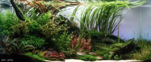 flowing - Aqua Plants Hub