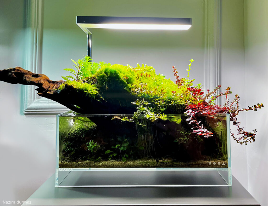 garden of grace - Aqua Plants Hub