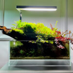 garden of grace - Aqua Plants Hub