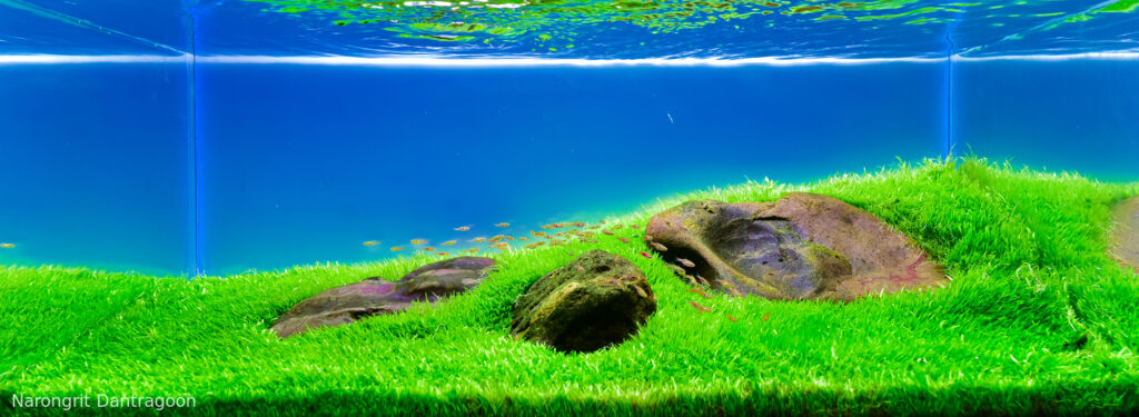 green and peaceful - Aqua Plants Hub