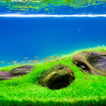 green and peaceful - Aqua Plants Hub