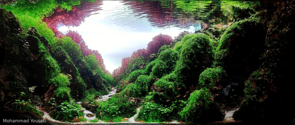 green mountain - Aqua Plants Hub