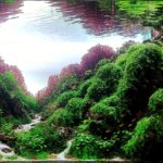 green mountain - Aqua Plants Hub