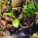 "hinduista szentély" - “hinduista szentély” - Aqua Plants Hub