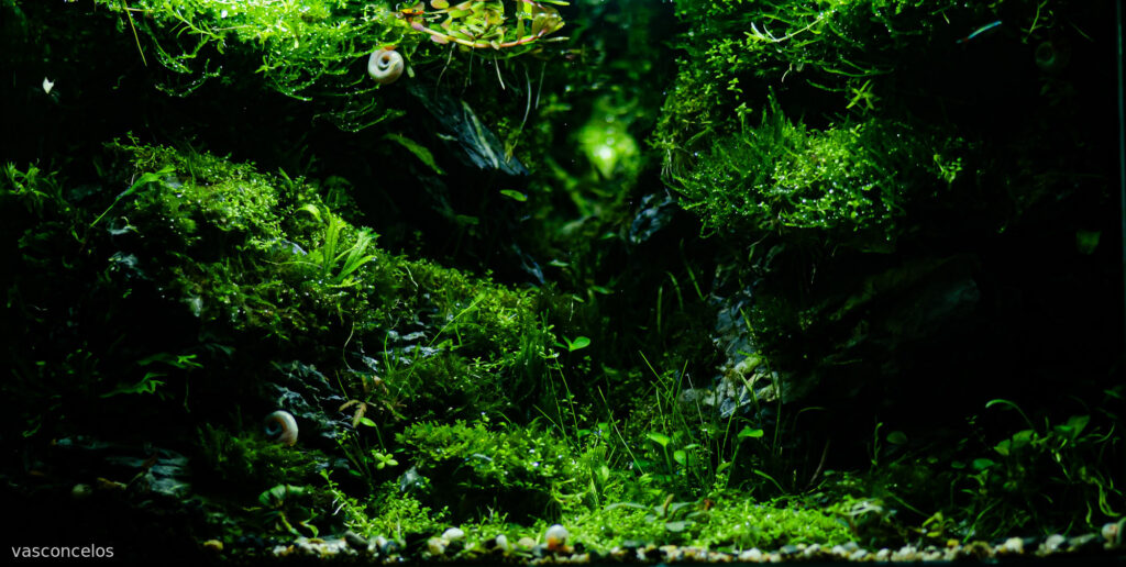 holy cave - Aqua Plants Hub