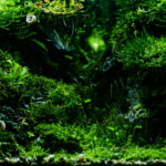 holy cave - Aqua Plants Hub