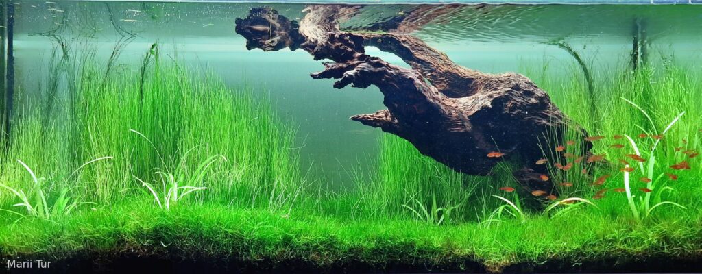 morning silence - Aqua Plants Hub