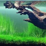 morning silence - Aqua Plants Hub