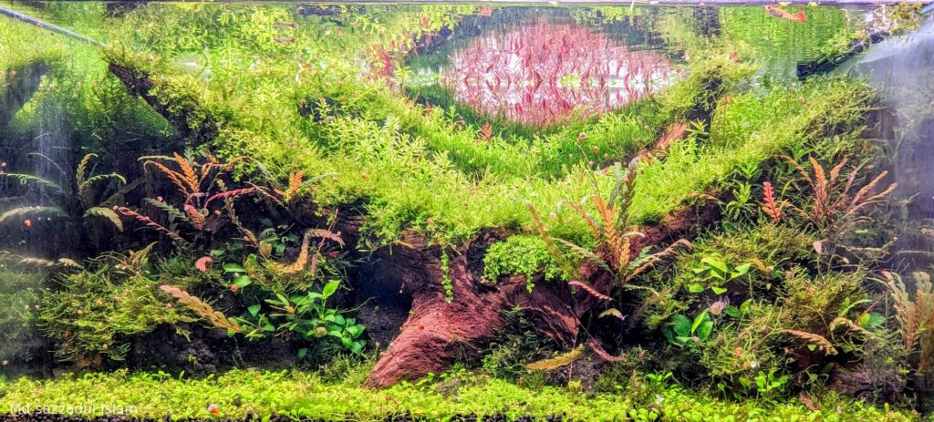 mossy wood steps - Aqua Plants Hub