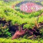 mossy wood steps - Aqua Plants Hub