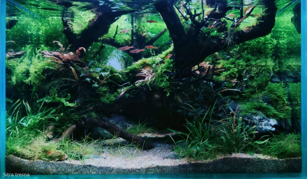 my little world - Aqua Plants Hub