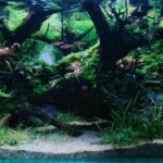 my little world - Aqua Plants Hub