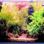on both sides of the road - Aqua Plants Hub