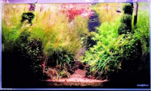 on both sides of the road - Aqua Plants Hub