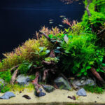 spiritual inspiration - Aqua Plants Hub