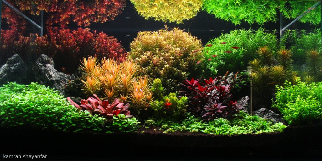 split serenity - split serenity (AGA 2025 #1161) - Aqua Plants Hub