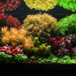 split serenity - split serenity (AGA 2025 #1161) - Aqua Plants Hub