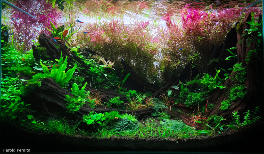 the next step - Aqua Plants Hub