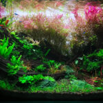 the next step - Aqua Plants Hub