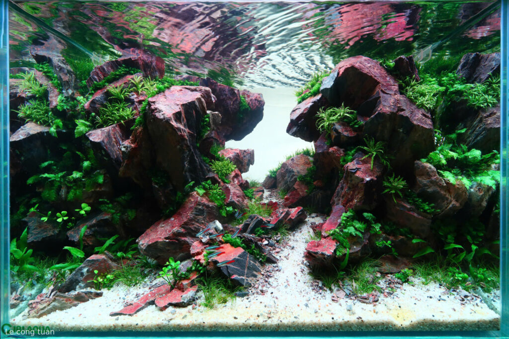 tran son - Aqua Plants Hub
