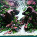 tran son - Aqua Plants Hub
