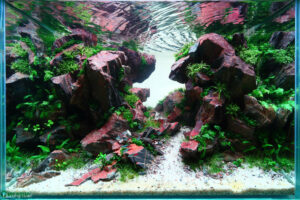 tran son - Aqua Plants Hub