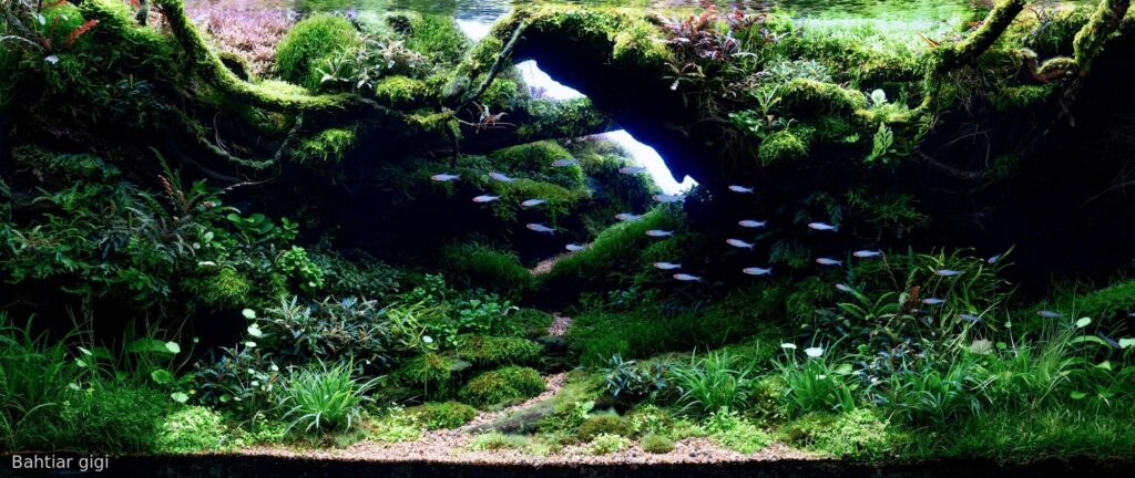 tropical rain valley - Aqua Plants Hub