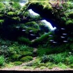 tropical rain valley - Aqua Plants Hub