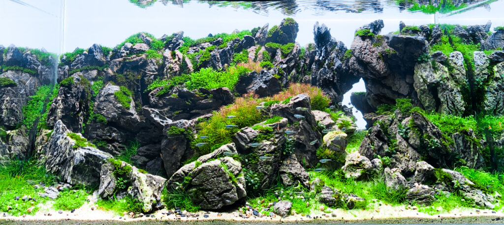 岩 ‧ 幕 Rock Curtain - Aqua Plants Hub