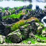 岩 ‧ 幕 Rock Curtain - Aqua Plants Hub