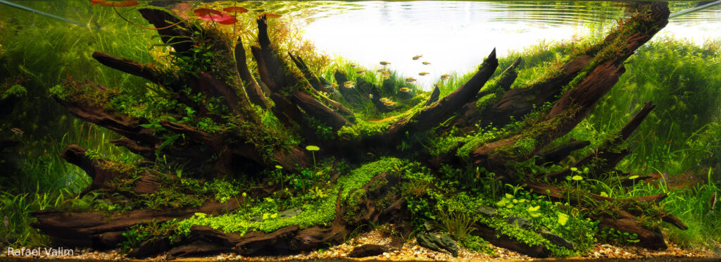 日の出 Sunrise - Aqua Plants Hub