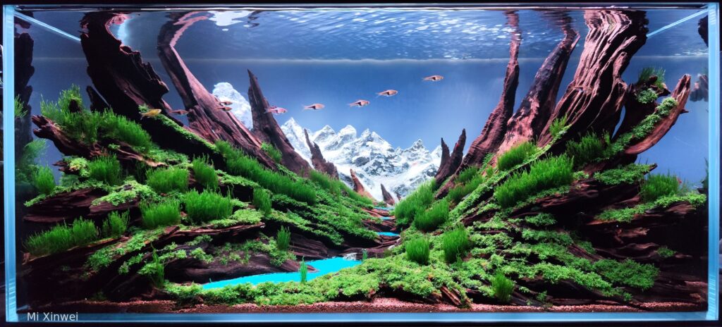 雪岭云杉Snowy Ridge spruce - Aqua Plants Hub