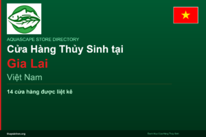 featured_gia-lai_vi - Aquascape & Planted Tank Guide