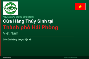 featured_hai-phong_vi - Aquascape & Planted Tank Guide