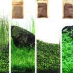 4 in 1 Aquarium Plant S.e.e.ds, no Artificial Plastic Plant, Live Grass for Fish Tank, fit All Substrate (0.36ozTiny+0.36oz Long+0.36oz Short+0.36oz Big Dual) ZQV-003 - Aqua Plants Hub
