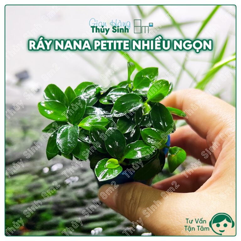 Anubias nana petite tissue culture - Aqua Plants Hub
